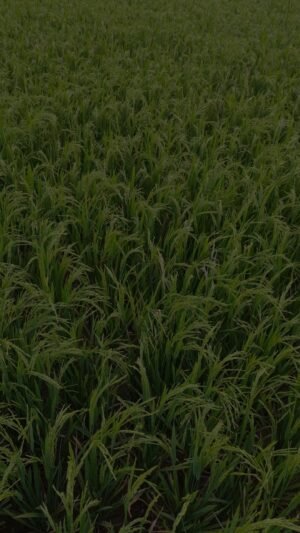 Green, Red & White Modern Agriculture Consultant Video